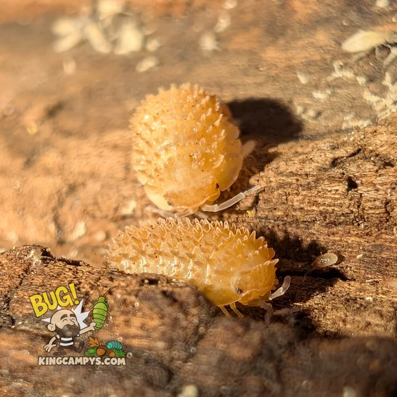 Pineapple Spiky Isopod aka Crystal Pineapple Isopod | Cristarmadillidium muricatum