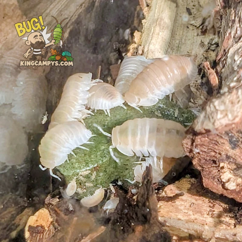 Little Sea Isopod (Glacier Morph) |Cubaris murina "Glacier"