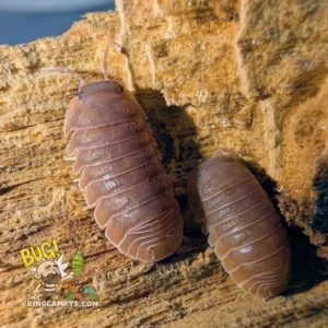 Little Sea Isopod (Mamey Morph) | Cubaris murina "Mamey"