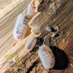 Little Sea Isopod (Pearls Morph) | Cubaris murina "Pearls"
