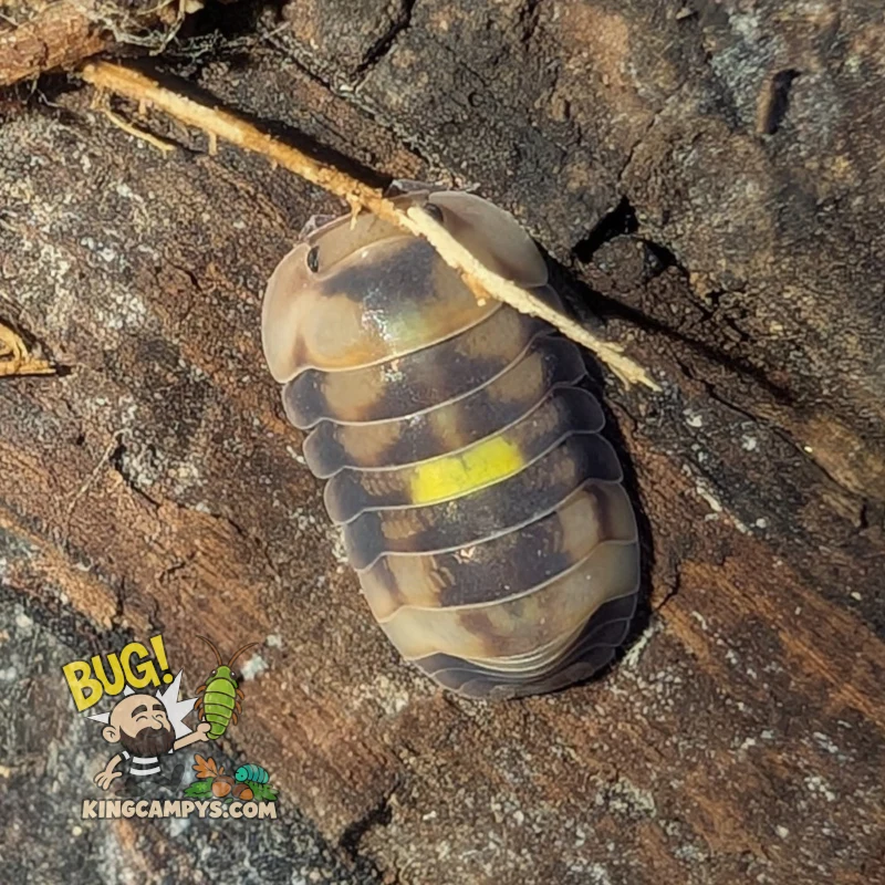 Amber Firefly Isopods | Cubaris sp. "Amber Firefly"