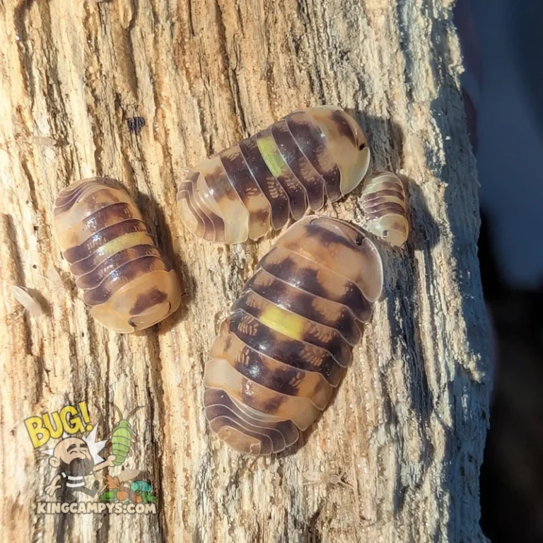 Amber Firefly Isopods | Cubaris sp. "Amber Firefly"