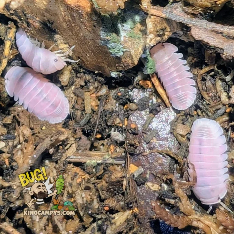 Cherry Blossom Isopods | Cubaris sp. "Cherry Blossom"