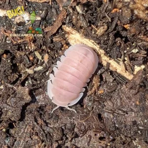 Cherry Blossom Isopods | Cubaris sp. "Cherry Blossom"