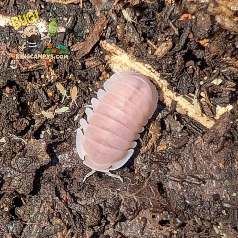 Cherry Blossom Isopods | Cubaris sp. "Cherry Blossom"
