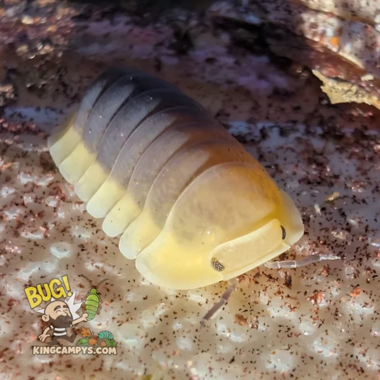 Lemon Blue Isopods | Cubaris sp. "Lemon Blue"