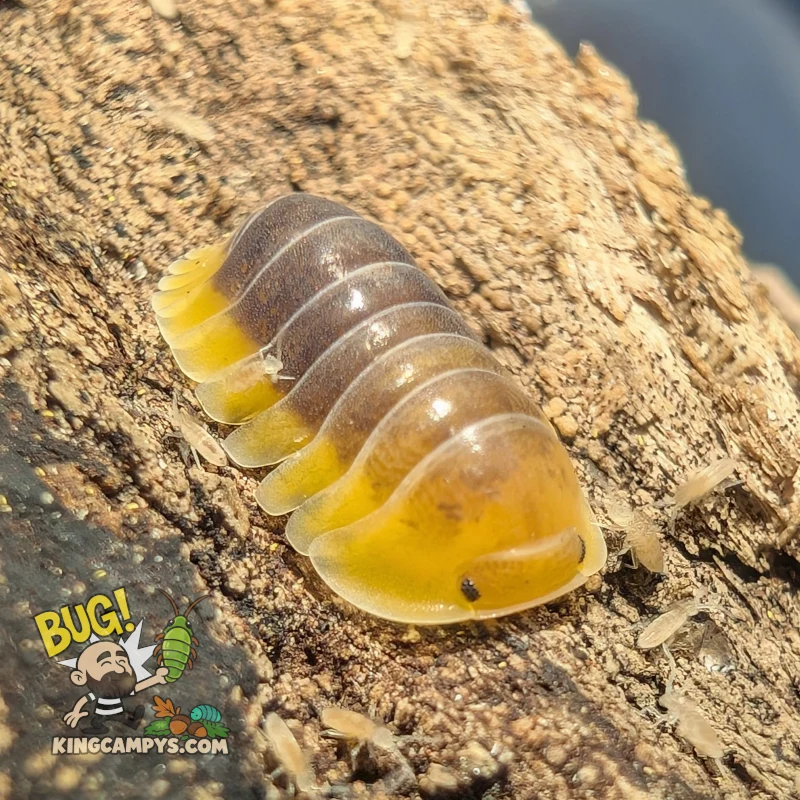 Lemon Blue Isopods | Cubaris sp. "Lemon Blue"