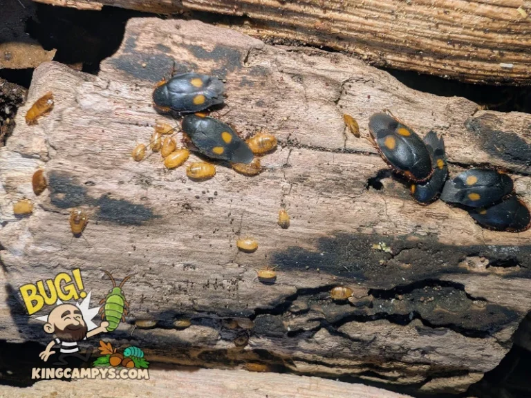 Pacific Two-Spot Roach (Euthyrrhapha pacifica) adults and nymphs of varying sizes.