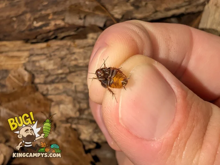 Ventral view of a Pacific Two-Spot Roach (Euthyrrhapha pacifica) adult in hand to show how small they are.