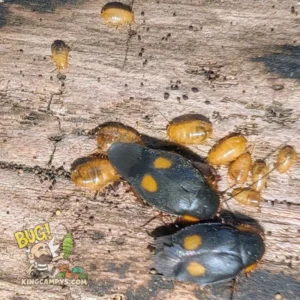 Pacific Two-Spot Roach | Euthyrrhapha pacifica