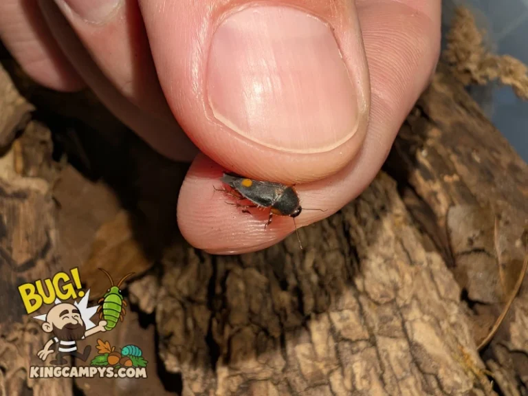 Dorsal view of a Pacific Two-Spot Roach (Euthyrrhapha pacifica) adult in hand to show how small they are.