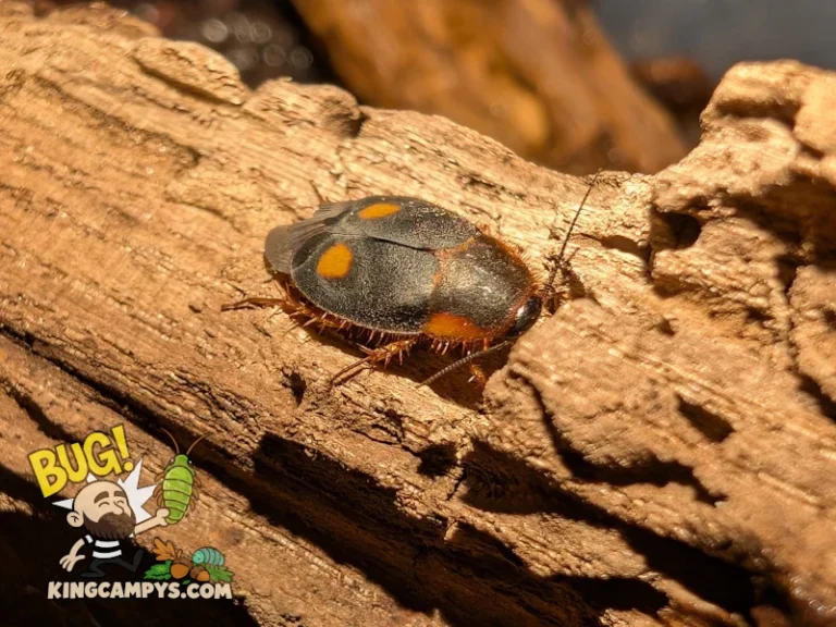 Dorsal view of a Pacific Two-Spot Roach (Euthyrrhapha pacifica) adult in hand to show how small they are.