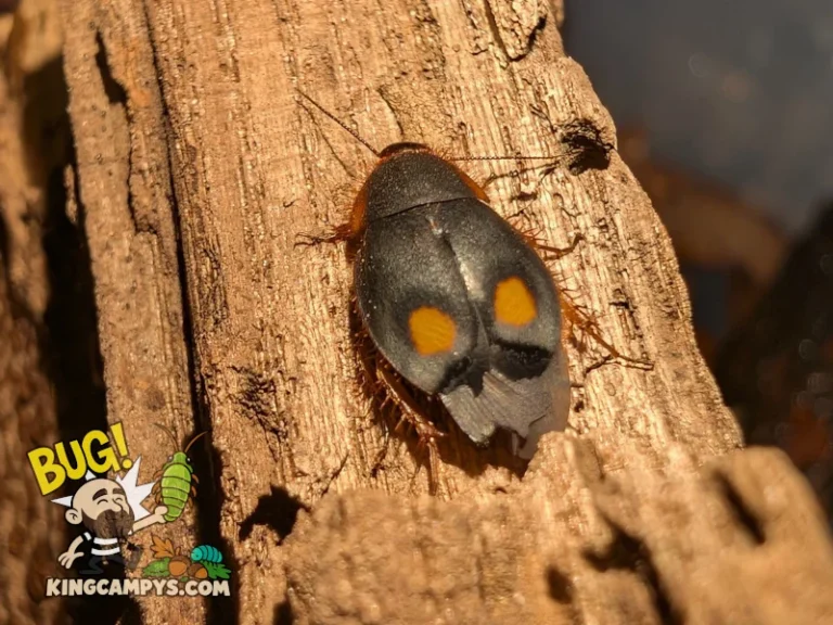 This closeup photo of an adult Pacific Two-Spot Roach (Euthyrrhapha pacifica) showcases how their wing tips that hang out from under they elytra are almost always in a tattered state. They can fly, but they don't do it often and I assume it's because of the usual state of their wings.
