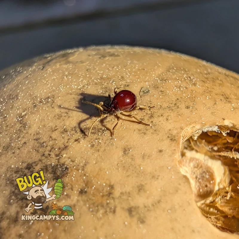 Smooth Spider Beetle | Gibbium aequinoctiale