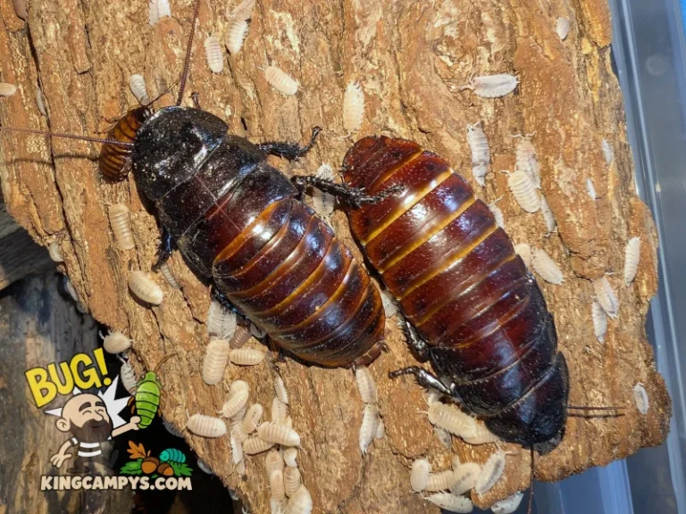An adult male and female pair of UCR Madagascar Hissers (Gromphadorhina portentosa "UCR") with a little nymph trying to hide under the male. Also featured are their isopod cleanup crew!