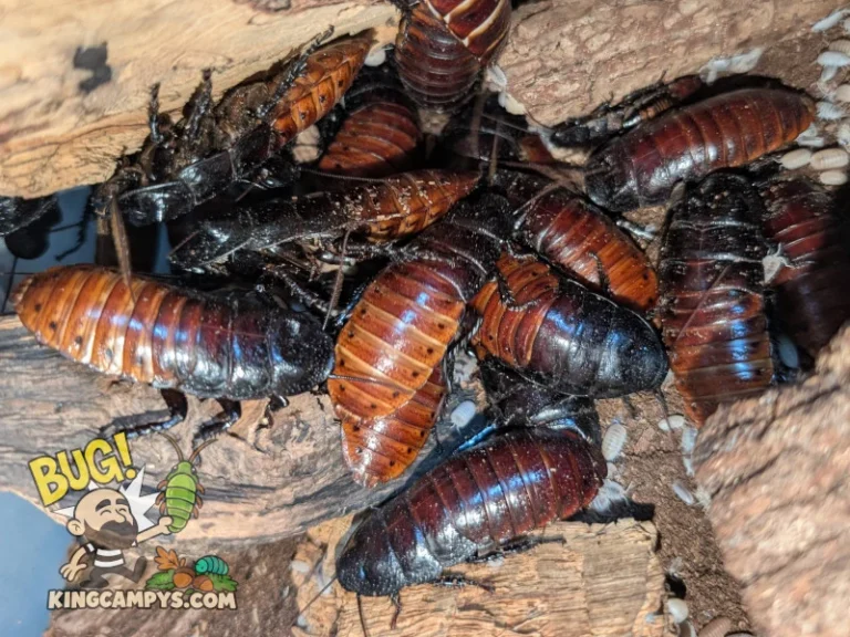 A dog pile of UCR Madagascar Hissers (Gromphadorhina portentosa "UCR")!