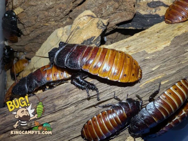 Prominently featured in the middle of this photo is a very large major male UCR Madagascar Hissers (Gromphadorhina portentosa "UCR").