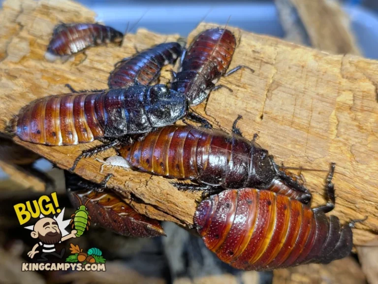 Adult and sub adult UCR Madagascar Hissers (Gromphadorhina portentosa "UCR") plus a couple of isopods trying to be sneaky!