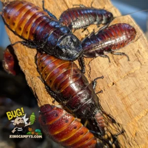Madagascar Hissing Cockroach | Gromphadorhina portentosa "UCR"