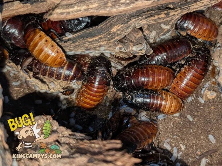 A big group of mostly adult UCR Madagascar Hissers (Gromphadorhina portentosa "UCR"). Also featured are their isopod cleanup crew!