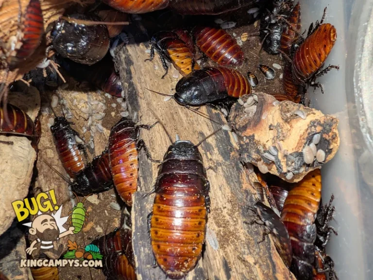 Another group shot of multiple adult UCR Madagascar Hissers (Gromphadorhina portentosa "UCR") plus some nymphs and their isopod cleanup crew.