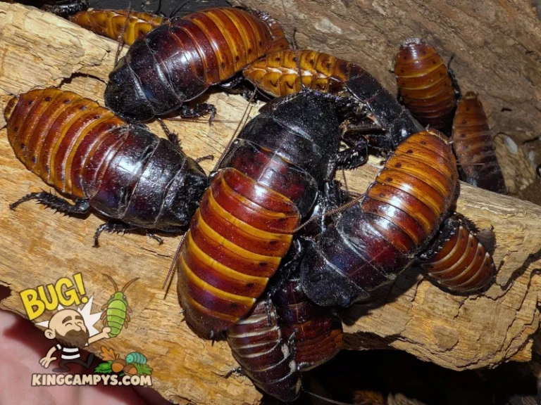 A big ole pile of adult UCR Madagascar Hissers (Gromphadorhina portentosa "UCR").