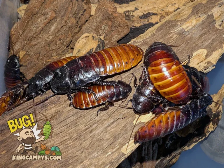 Some more very large adult UCR Madagascar Hissers (Gromphadorhina portentosa "UCR") plus a couple of sub adults.