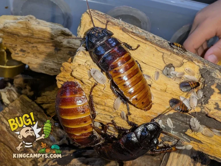 Two large male UCR Madagascar Hissers (Gromphadorhina portentosa "UCR") fully visible, a few small nymphs, and a plethora of isopods from their cleanup crew.