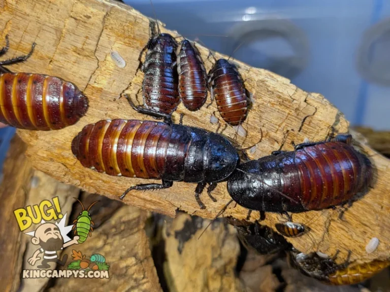 Two large female UCR Madagascar Hissers (Gromphadorhina portentosa "UCR") fully visible in this shot with a few medium and small sized nymphs (plus some isopods).