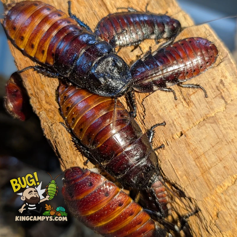 Madagascar Hissing Cockroach | Gromphadorhina portentosa "UCR"