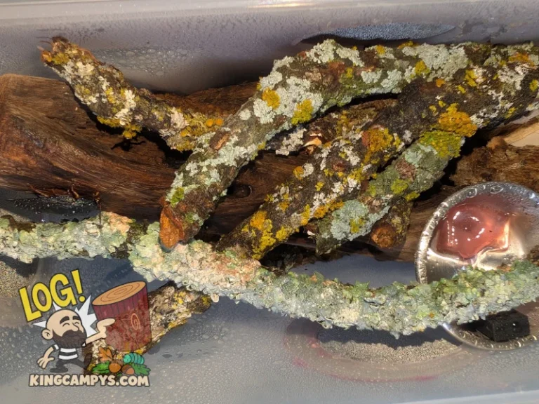 A good illustration of how the colors of the lichen become more vibrant when wet, even after being heat treated.