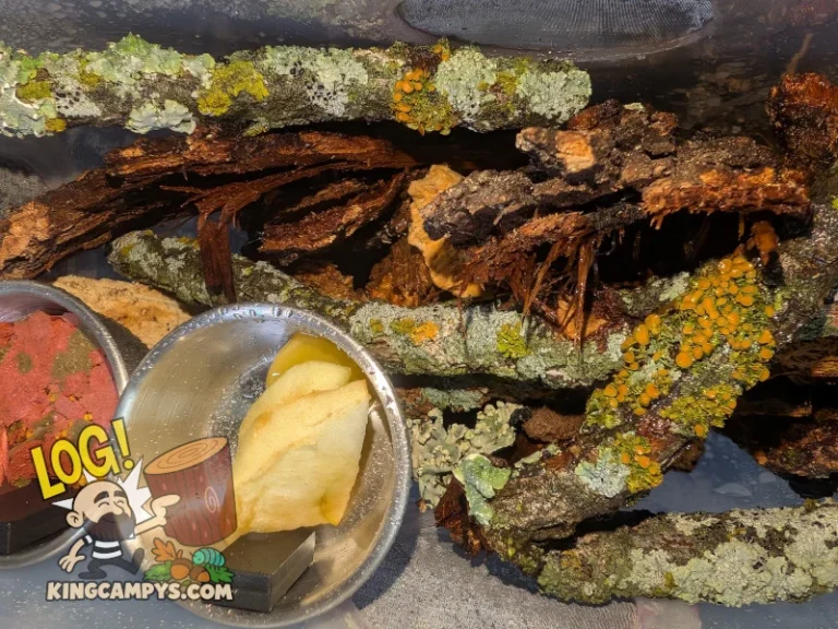 A second arboreal roach setup showcasing freshly misted, vibrant lichen branches.