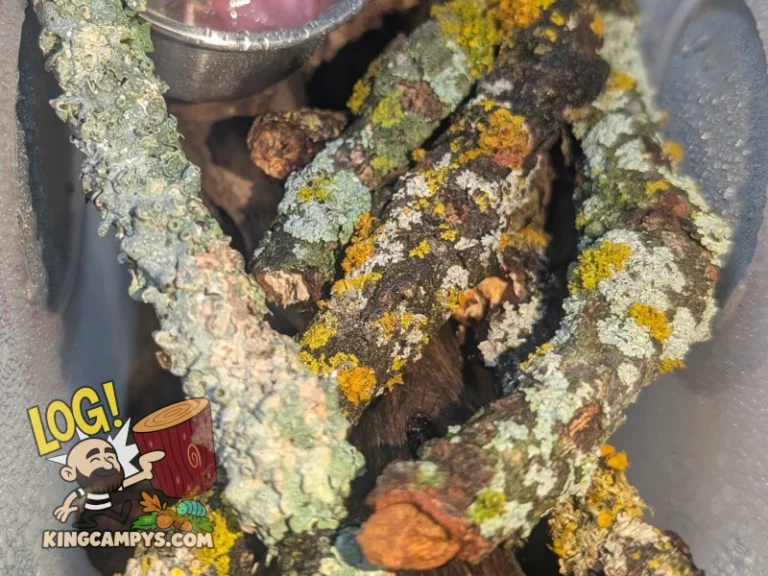 Another angle of wet lichen sticks being used as the primary climbing structure for a colony of arboreal roaches, Pseudoglomeris magnifica "Cuc Phuong" (Magnificent Emerald Roaches)
