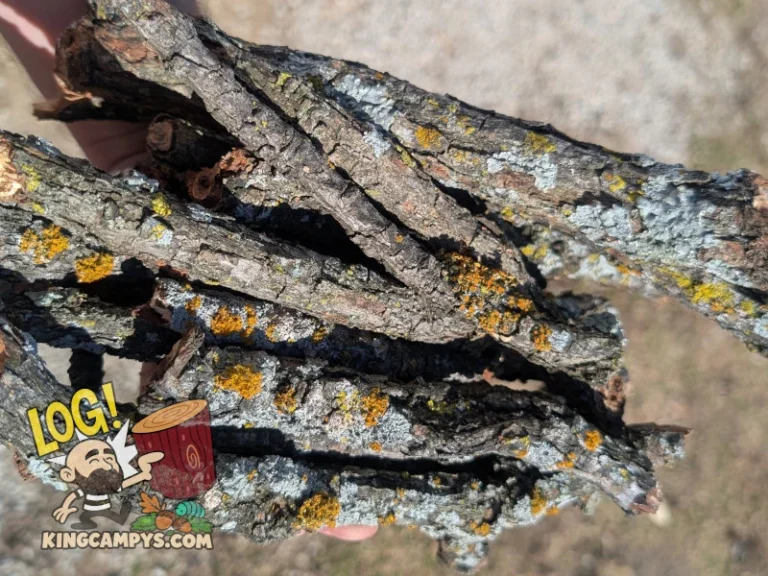 A handful of dry lichen sticks outside in natural lighting.