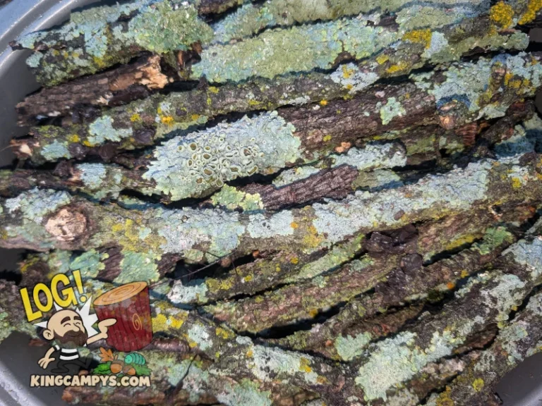 A closeup of freshly collected lichen sticks, wet from rain. These pieces have not yet been heat treated, but they will be before shipping.