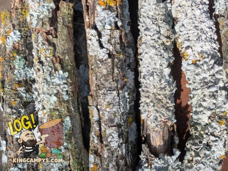 A closeup of some dry, heat-treated lichen sticks.