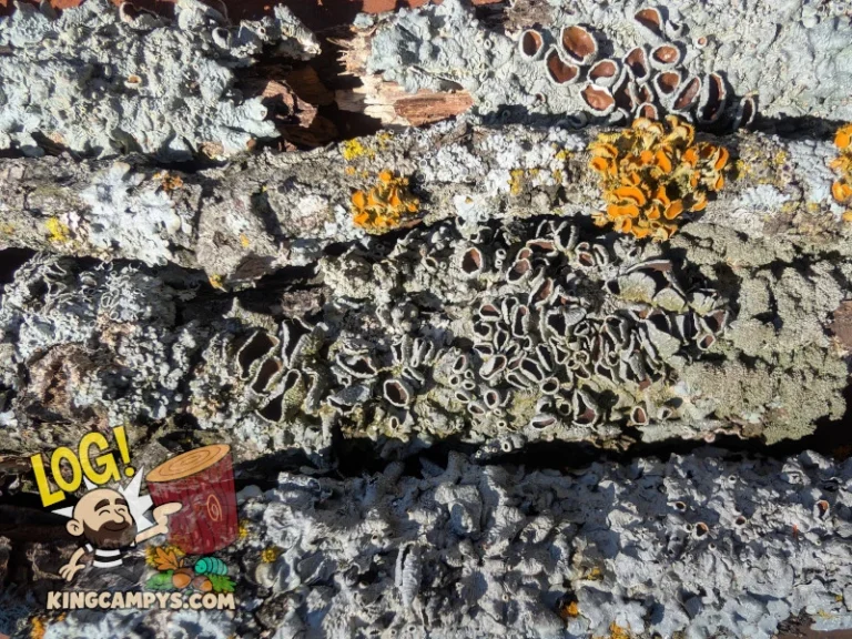 Just look at all of the different shapes and textures of lichen!