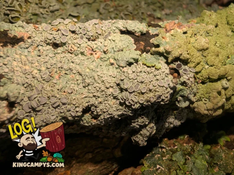 A very spongy, thick patch of lichen. This pieces has not yet been heat treated, and though it will lose some color after heat treatment, it will still be rather vibrant any time it is wet.