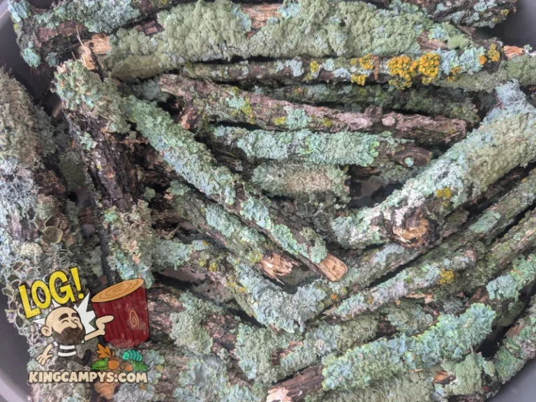 Semi-dry lichen sticks that will soon be heat treated and shipped.
