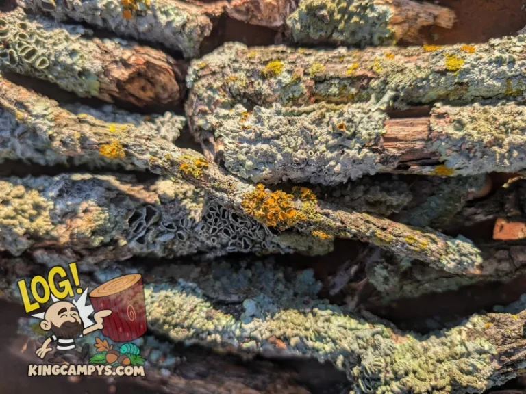 A beautiful assortment of lichen sticks in a dry state.
