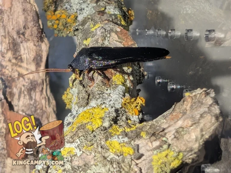 An arboreal roach, Pseudoglomeris tarsalis "Thailand" (male) perched up high on a lichen stick.