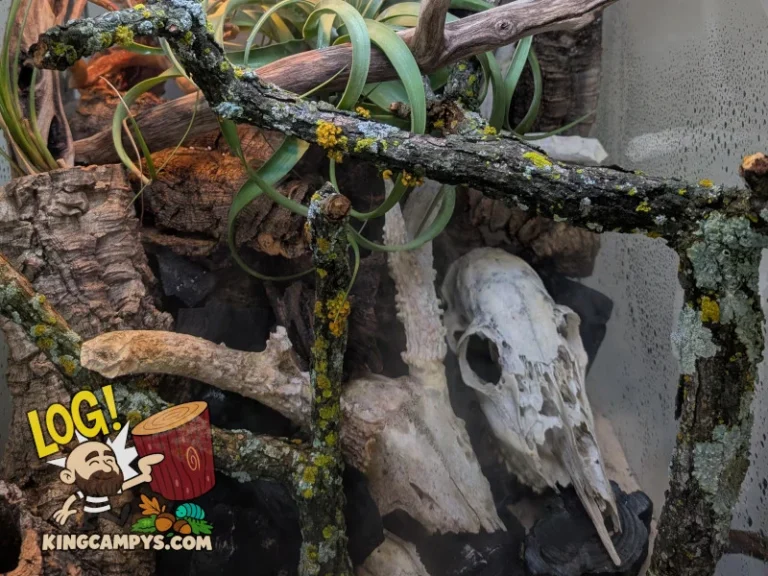 Lichen Sticks being used as terrarium decor in an arboreal lizard tank.