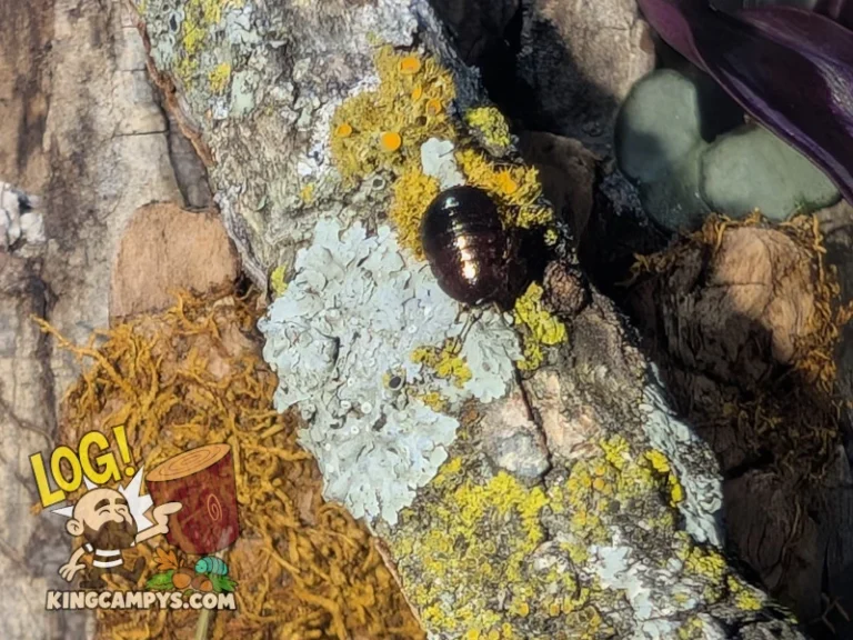 A small Pseudoglomeris magnifica "North Vietnam Gold" nymph traversing a lichen stick.