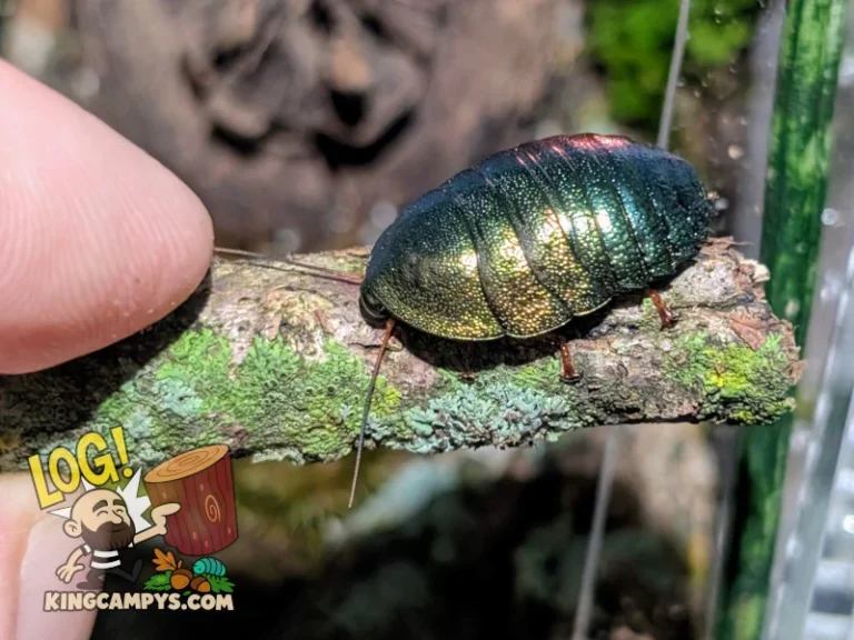 A beautiful adult female Pseudoglomeris magnifica "Cuc Phuong" on a little piece of lichen stick.