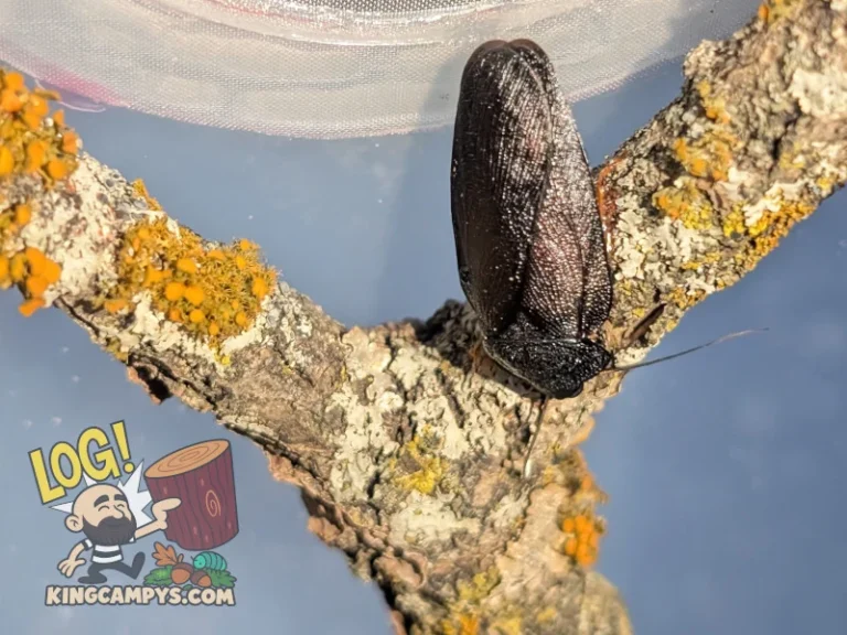 An adult male Pseudoglomeris magnifica "Cuc Phuong" (Magnificent Emerald Cockroach) grazing on some lichen.