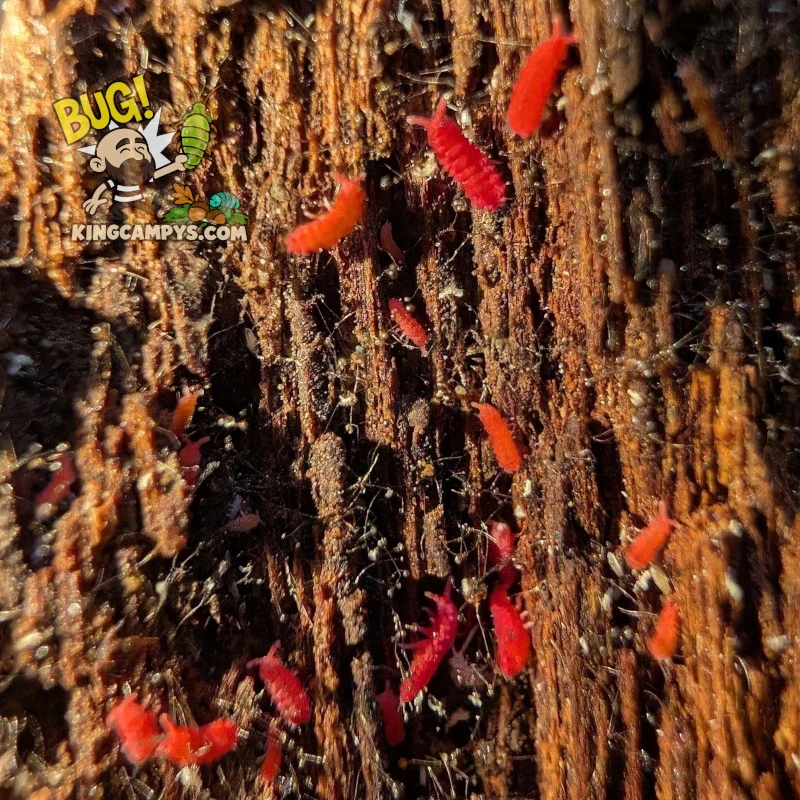 Thai Red Springtails | Lobella sp. "Thai Red"