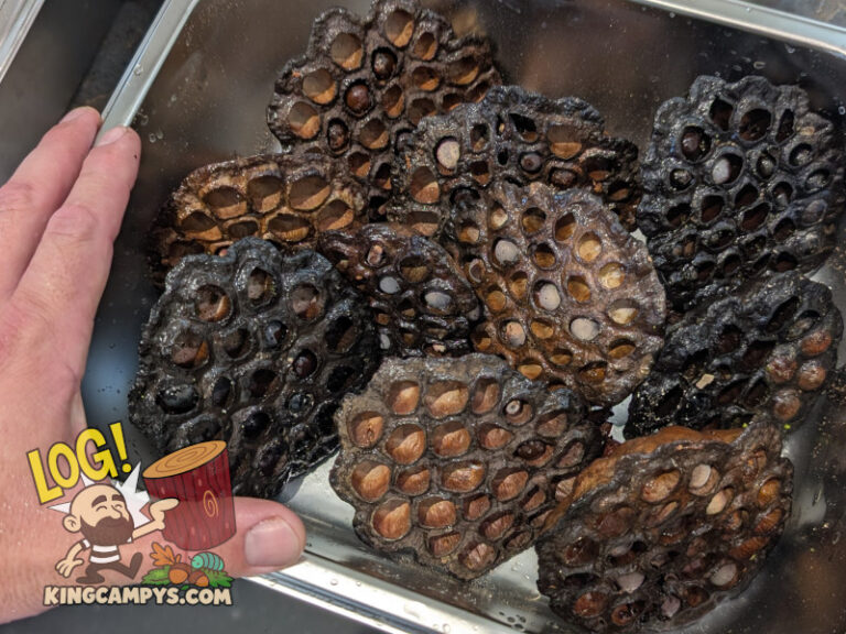 A tray of mostly large size lotus pods that has been freshly rinsed and prepared for heat treatment.