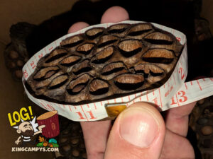 Large Lotus Pod measuring at a 11.5 inch circumference.