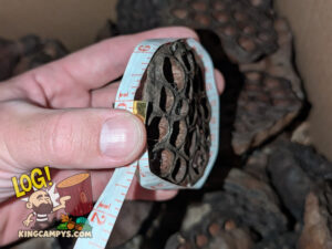 Medium Lotus Pod measuring at a 10" circumference.