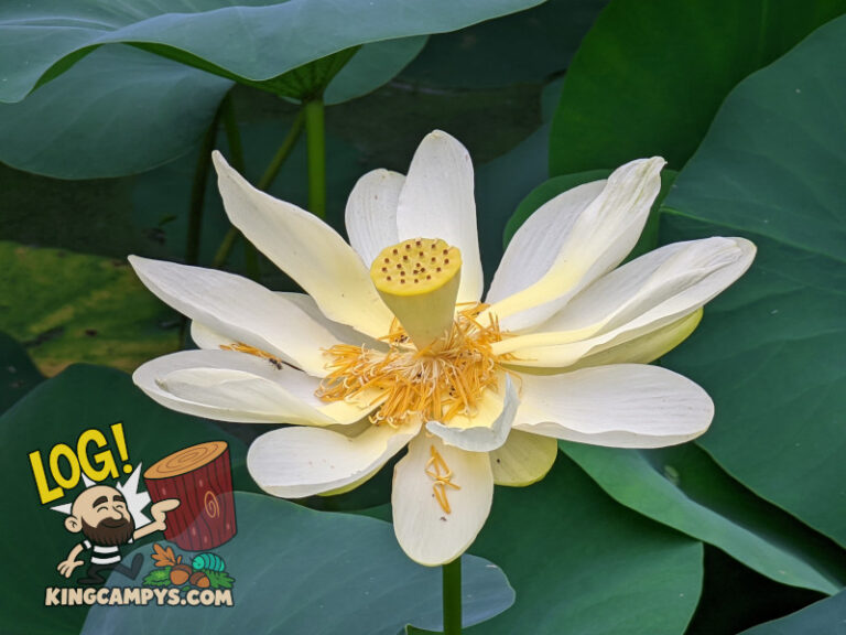 An aging American Lotus flower. That yellow cone in the middle is what will grown in the lotus pods that we all love to use in our bug enclosures.